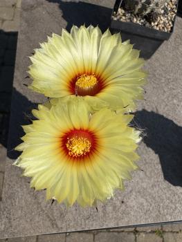 Astrophytum ornatum